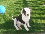Alapaha Blue Blood Bulldog rare breed