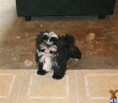 ACA Male Shih Tzu, Dolly M3