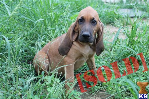 bloodhound puppies for sale in ky document moved bloodhound puppies for sale in ky document moved