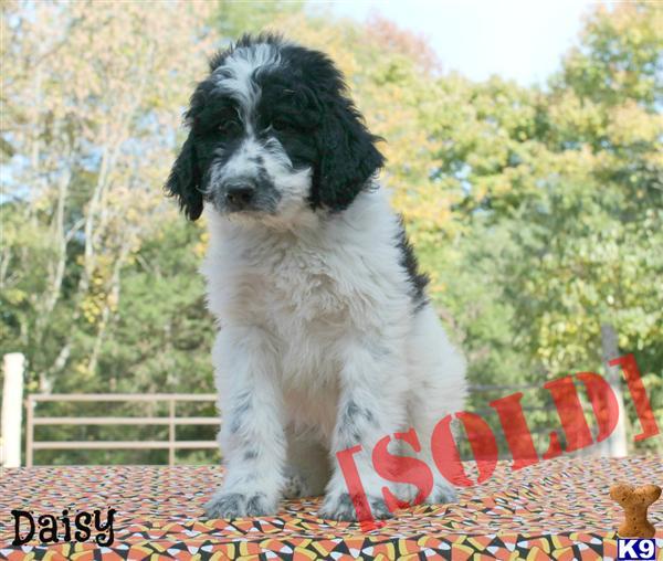 pyredoodle puppies document moved pyredoodle puppies document moved