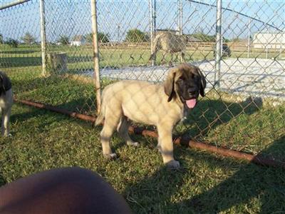 Champion Sired Mastiff puppies