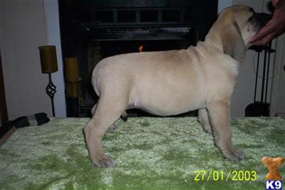 AKC Mastiff Puppies
