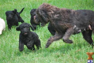 F1b Labradoodles in Florida