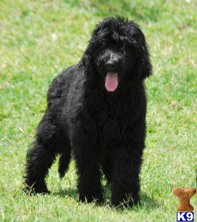 F1b Labradoodles in Florida