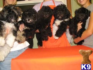 Beautiful healthy puppies
