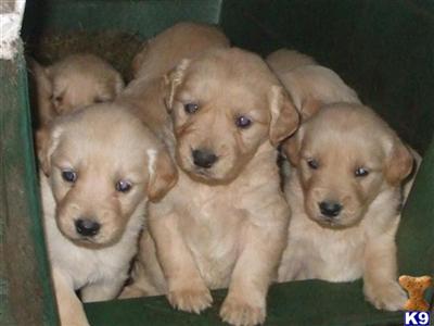 Golden Retriever Puppies