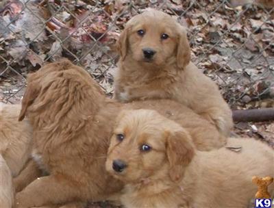 Labradoodle Puppies