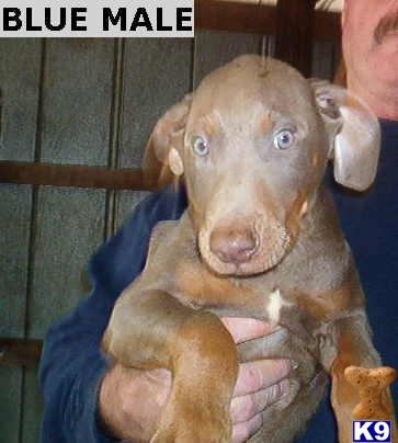 AKC Males