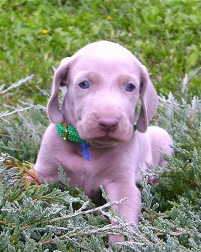 Weimaraner AKC puppies