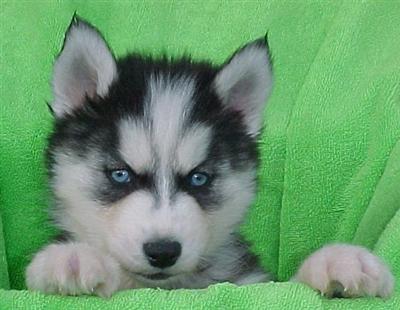 Siberian Husky AKC