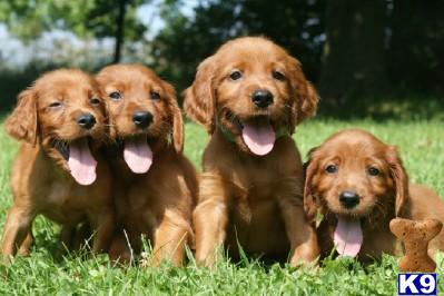 AKC  Irish setter puppy