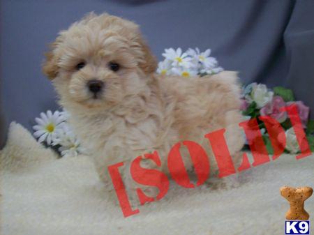 BREEDING Shipoo Puppies and  Maltipoo Puppies IN NEW YORK CITY AND LONG ISLAND.....631-923-3111