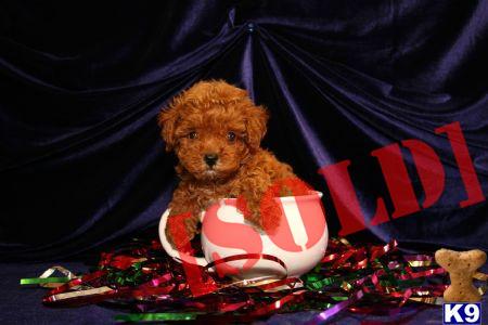 Maltipoo  puppies for sale in new york....please call us anytime at 631-923-3112