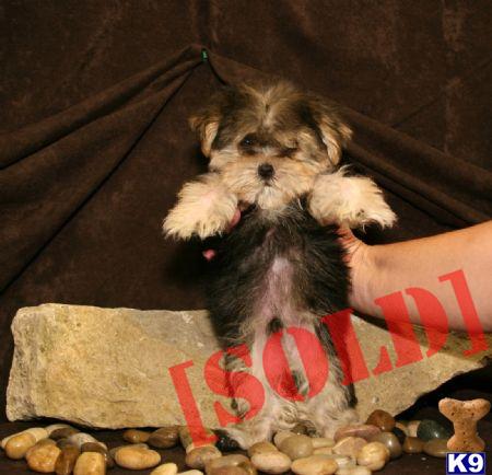 Teacup and Toy Morkie puppies for sale in New York....Please call anytime at....631-923-3111