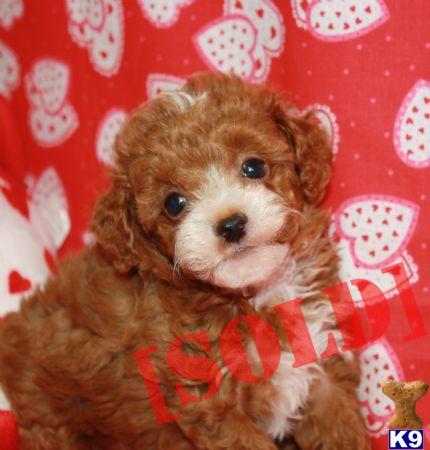 maltipoo puppies for sale in ct document moved maltipoo puppies for sale in ct document moved