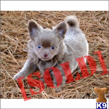 chihuahua puppies for sale ny document moved chihuahua puppies for sale ny document moved