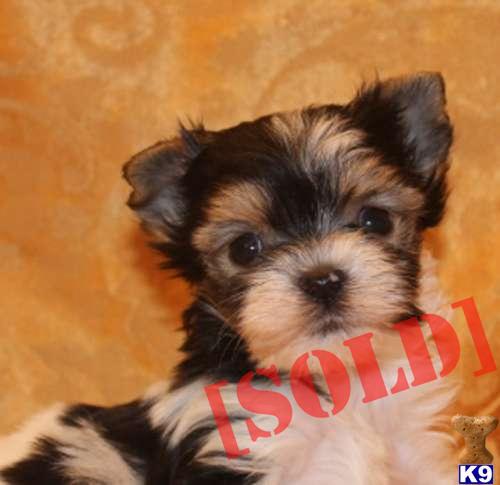 Amazing Teacup  Toy Biewer Terriers AVAILABLE in NEW YORK, on LONG ISLAND....631-923-3112