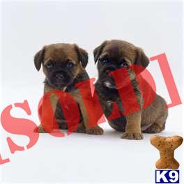 Border Terrier puppies available in New York...call 631-923-3111