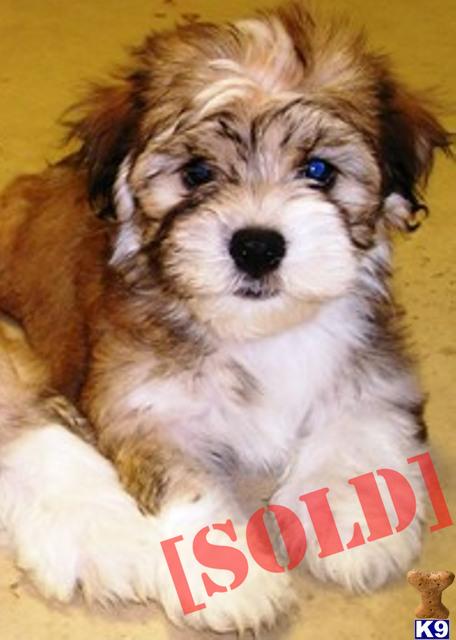 HAVANESE PUPPIES for sale IN NEW YORK on LONG ISLAND.....please call us at 631-923-3112