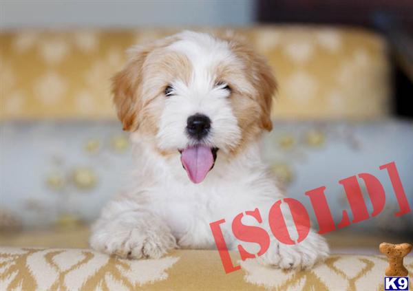 HAVANESE AND HAVAPOO PUPPIES FOR SALE IN NEW YORK ...FROM $750....631-923-3111