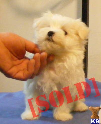 maltipoo puppies for sale in ny teacup and maltipoo puppies for sale on island new york breeds picture maltipoo puppies for sale in ny teacup and maltipoo puppies for sale on island new york breeds picture
