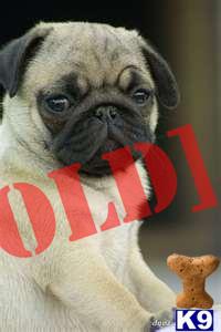 pug puppies for sale island ny pug puppies for sale in new york sized babies on island new york a pug pug puppies for sale island ny pug puppies for sale in new york sized babies on island new york a pug