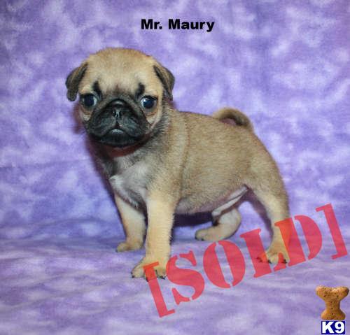 pug puppies for sale island ny document moved pug puppies for sale island ny document moved