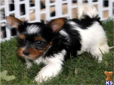 Biewer Yorkie Puppies for Sale in New York City.....Call...212-987-7683
