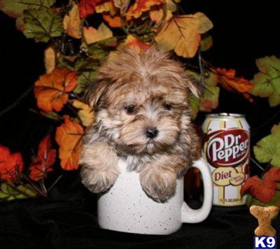 Toy Maltipoo Puppies in New York ....Also Teacup Maltipoo Puppies and Morkie Puppies in New York City..212-987-7683