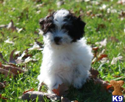 Coton De Tulear Puppies for Sale  in New York City.......Simply Stunning Cotons.....