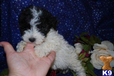 BREEDING SHIPOO PUPPIES IN NEW YORK CITY AND LONG ISLAND.....