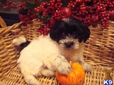 HAVANESE AND HAVAPOO PUPPIES FOR SALE IN NEW YORK CITY ....FROM $750