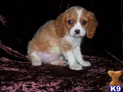 cavalier kig charles spaniel puppy...rare chocolate puppy in new york city.....