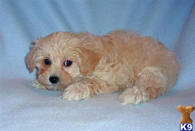 BREEDING MALTIPOO AND YORKIEPOO PUPPIES IN NEW YORK CITY......