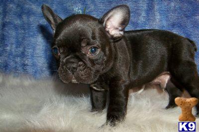 CHAMPION SIRED FRENCH BULLDOG PUPPY IN NEW YORK CITY