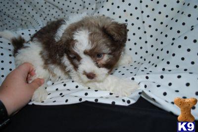HAVANESE PUPPIES IN NEW YORK CITY