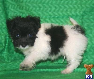 BREEDING MALTIPOO AND YORKIEPOO PUPPIES IN NEW YORK CITY......