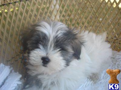 BREEDING SHIPOO PUPPIES IN NEW YORK CITY AND LONG ISLAND.....