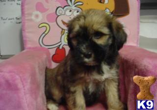 Tibetan Terrier Puppies for sale in New York City.....Non-Shedding......