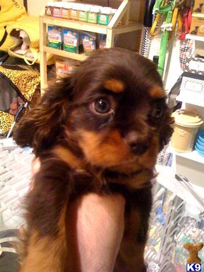 cavalier kig charles spaniel puppy...rare chocolate puppy in new york city.....