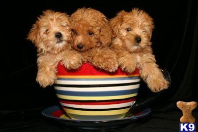 MALTIPOO  and MORKIE TEACUP AND TOY PUPPIES IN NEW YORK ....FR $ 750...631-923-3111
