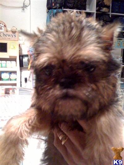 Brussels Griffon Puppies for sale in New York City..212-987-7683...call now.....