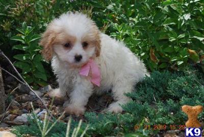 Cavapoo Puppies for sale in New York on Long Island.........631-923-3111...Call me NOW....NON-Shedding......