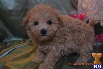 Maltipoo and Havapoo Puppies for sale in New york city...212-987-7683..CALL NOW