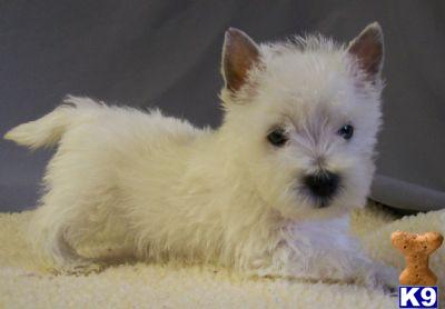 West Highland White Terriers for sale in new york city.....westie puppies...call 212-987-7683