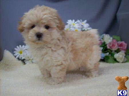 BREEDING Shipoo Puppies and  Maltipoo Puppies IN NEW YORK CITY AND LONG ISLAND.....631-923-3111
