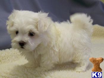 BREEDING MALTIPOO AND YORKIEPOO PUPPIES IN NEW YORK  on LONG ILSAND....631-923-3111