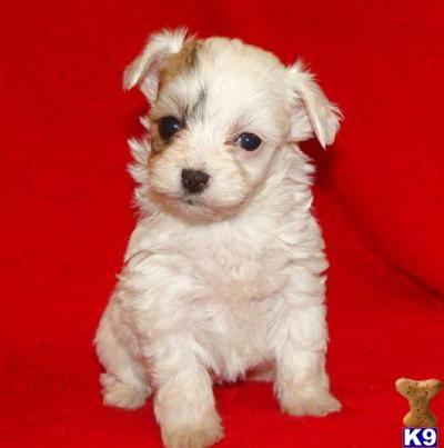 MALTIPOO PUPPIES IN NEW YORK FOR SALE.....FR $650