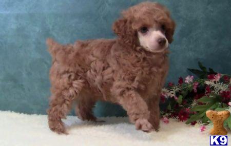 Amazing TEACUP  TOY  MINIATURE POODLE PUPPIES AVAILABLE in NEW YORK..631-923-3111