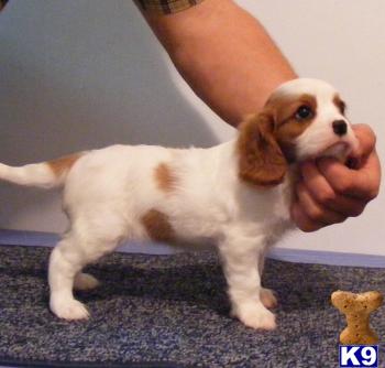 Cavalier King Charles Spaniel puppies...Perfect Quality Cavalier puppies in New York ...631-923-3111